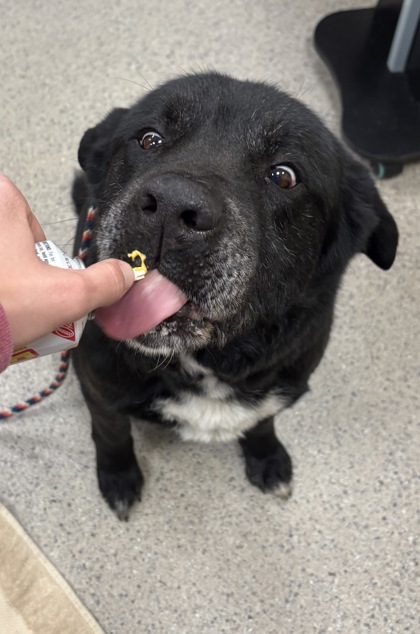 View Mikey the Dog Photo #1