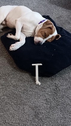 View Murphy (in Foster) the Dog Photo #2