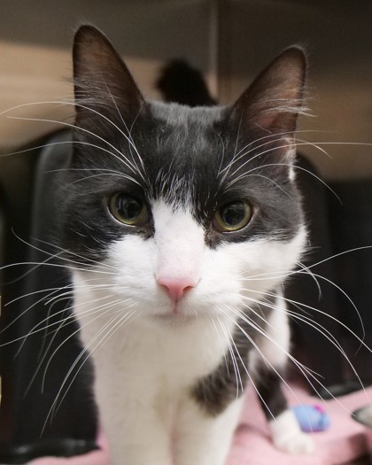 View Zero the Cat Photo #1