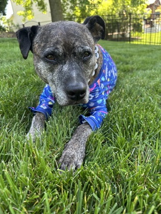 Brindle (In Foster)