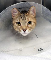 View Nala Mae (in Foster) the Cat Photo #1