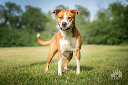 View Buttercup the Dog Photo #3