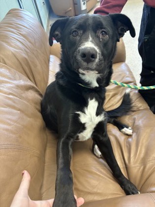 View Hal the Dog Photo #1