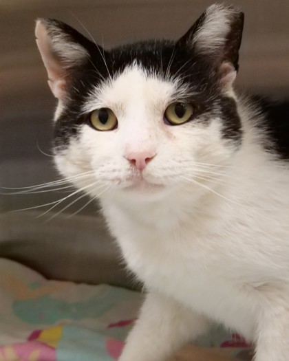 OREO MCFLURRY - Domestic Shorthair / Mix available for adoption