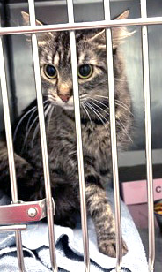 View Tahini (bonded To Sweet & Sour) the Cat Photo #3