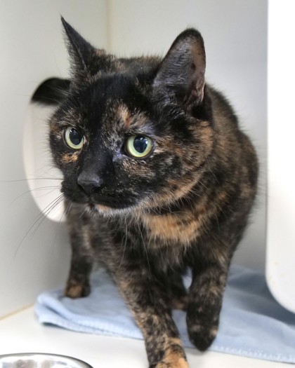 View Florence (In Foster) the Cat Photo #1