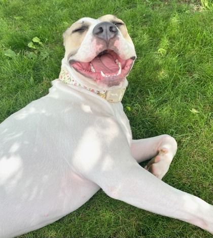 View Christina (in Foster) the Dog Photo #2