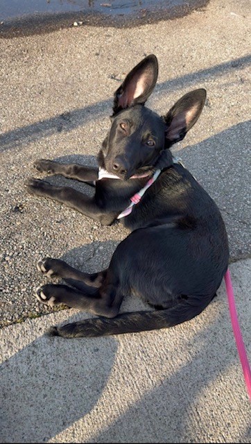 Have You Seen Athena? Dog