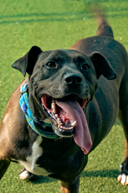 View Titan the Dog Photo #3