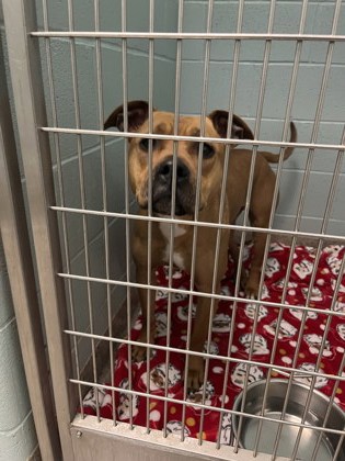 View Skyler (bonded With Scooby) the Dog Photo #1