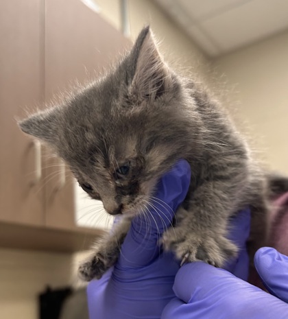 Help Rehome This Cat Cat