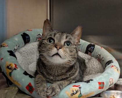 Learn More About Bean Photo of Bean