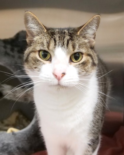 Learn More About Bowie (at Petsmart) Bowie (at PetSmart)