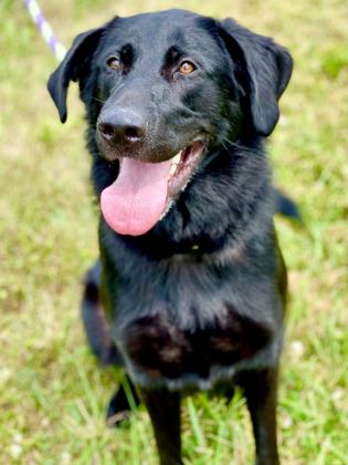 View Luna Selene the Dog Photo #2