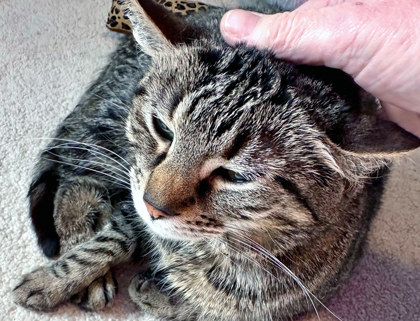 View Beep (in Foster) the Cat Photo #2