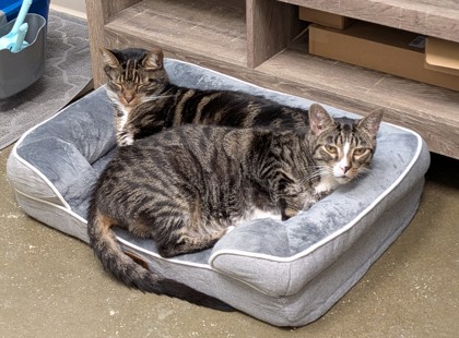 View Oakley (bonded To Oliver Dean) the Cat Photo #3