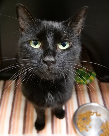 Learn More About Tomato (at Smitten Kitten) Photo of Tomato (at Smitten Kitten)
