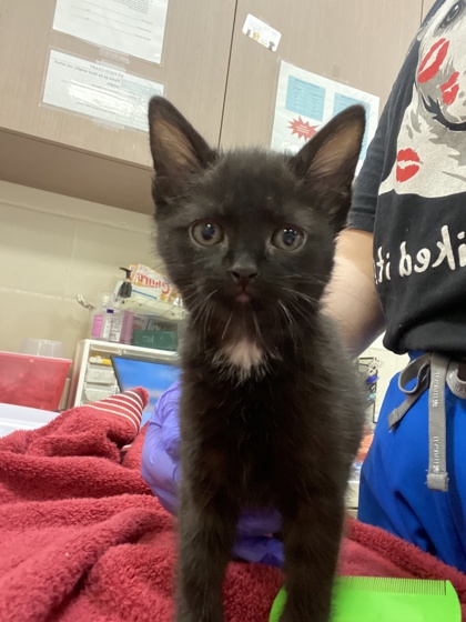 Help Rehome This Cat Cat