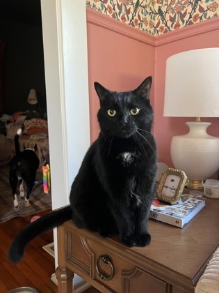 View Fang (in Foster) the Cat Photo #2