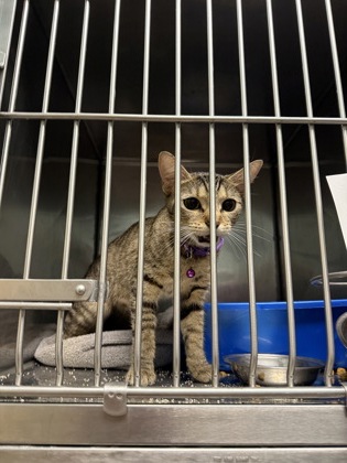 View Clozee (at Smitten Kitten) the Cat Photo #2