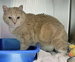 View Buffy (Bonded To Sparky)(at Smitten Kitten) the Cat Photo #1