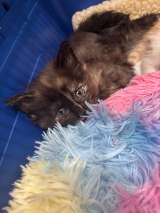 FRANNIE - Domestic Shorthair / Mix available for adoption