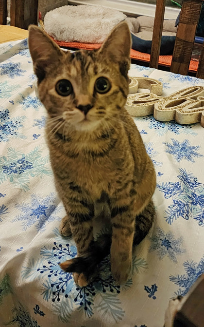 View Freddy the Cat Photo #2