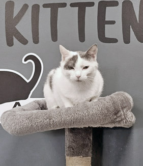 View Dottie the Cat Photo #2