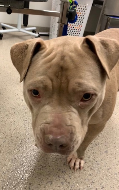 View Big Mike (In Foster) the Dog Photo #2