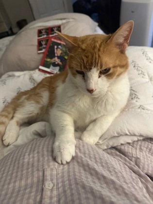 View Sam the Cat Photo #2