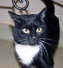 View Morticia (Bonded To Magoo) the Cat Photo #2