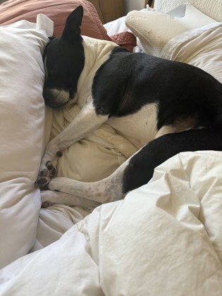 View Newton (in Foster) the Dog Photo #1