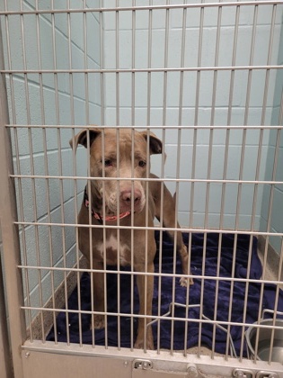 View Jamie Lynn the Dog Photo #2