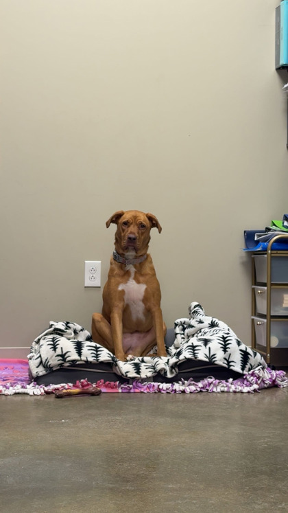 View Penny the Dog Photo #1