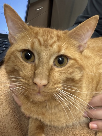 View Jack Johnson the Cat Photo #2