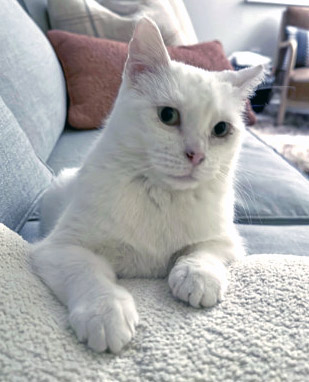 View Snow Princess (In Foster) the Cat Photo #2