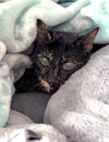 View Rainy the Cat Photo #2