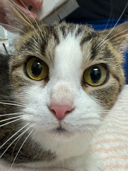 Help Rehome This Cat Cat