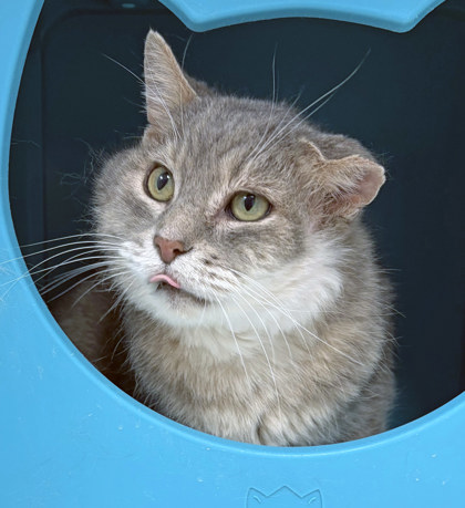 View Biggi Small (in Foster) the Cat Photo #2