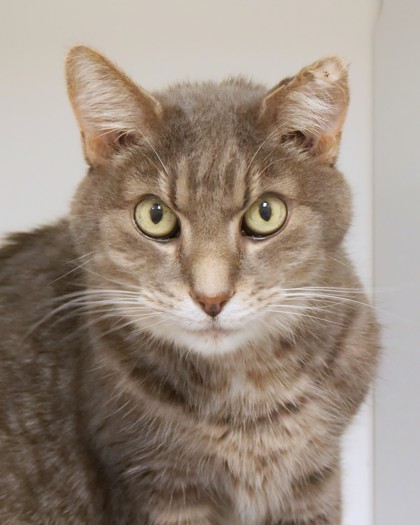 Learn More About Harper (bonded To Penelope)