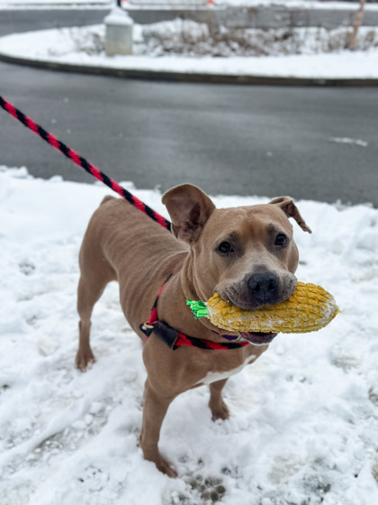 View Snowflake the Dog Photo #2