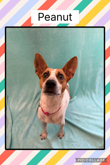 Photo of Peanut