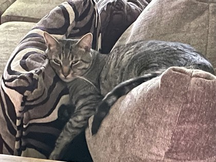 View Lost Cat Photo #1