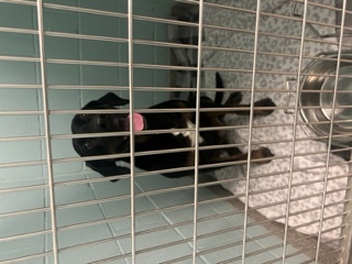 View Lucy Ravenpaw the Dog Photo #1