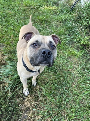 View Blastoise (in Foster) the Dog Photo #3