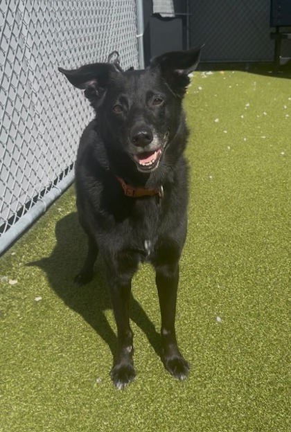 ZOE LEE - Labrador Retriever / Mix available for adoption