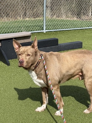 View Koda the Dog Photo #1