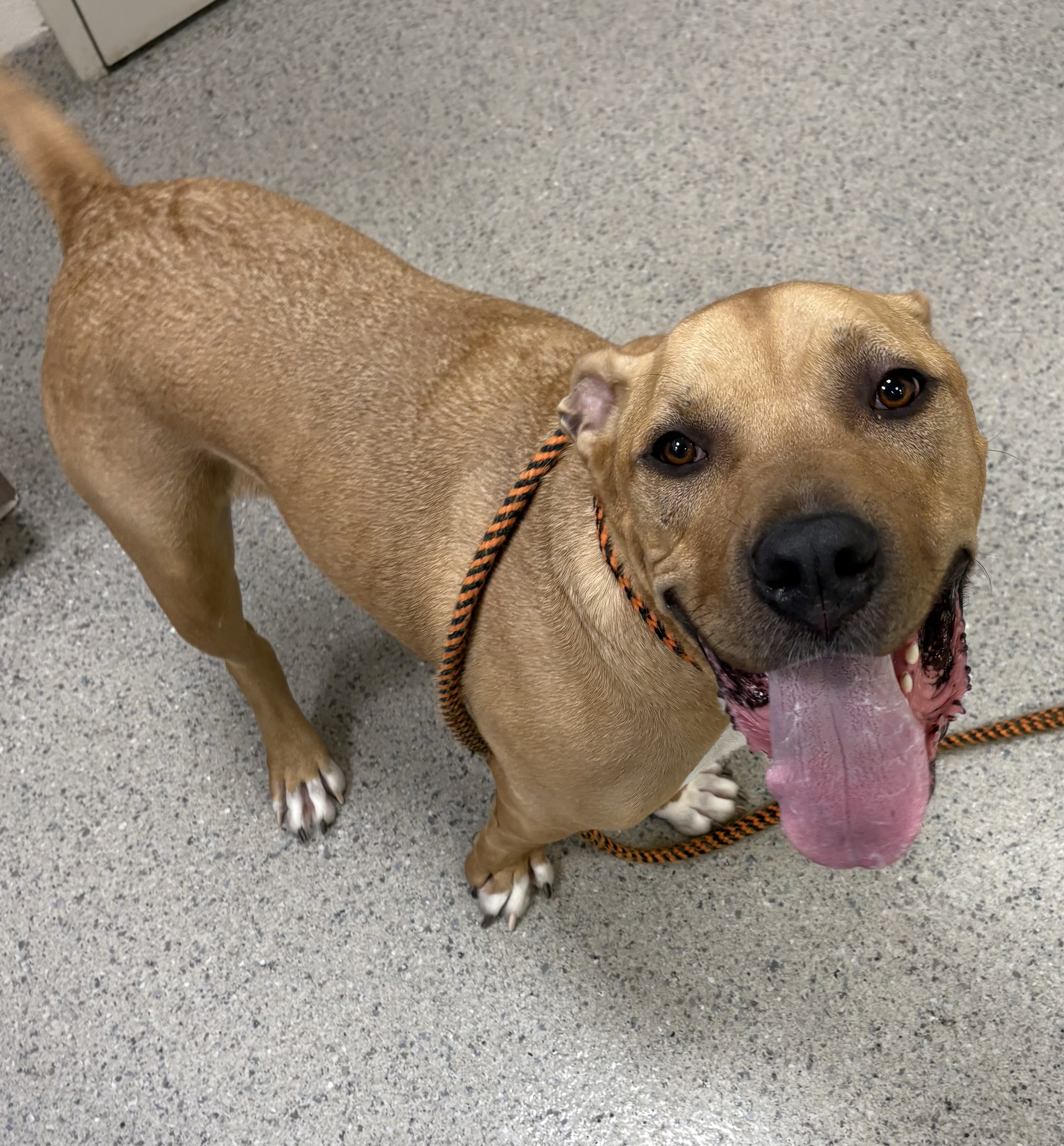 View Howard the Dog Photo #1