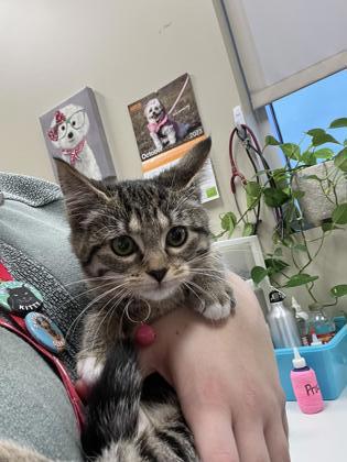 View Wrigley the Cat Photo #2