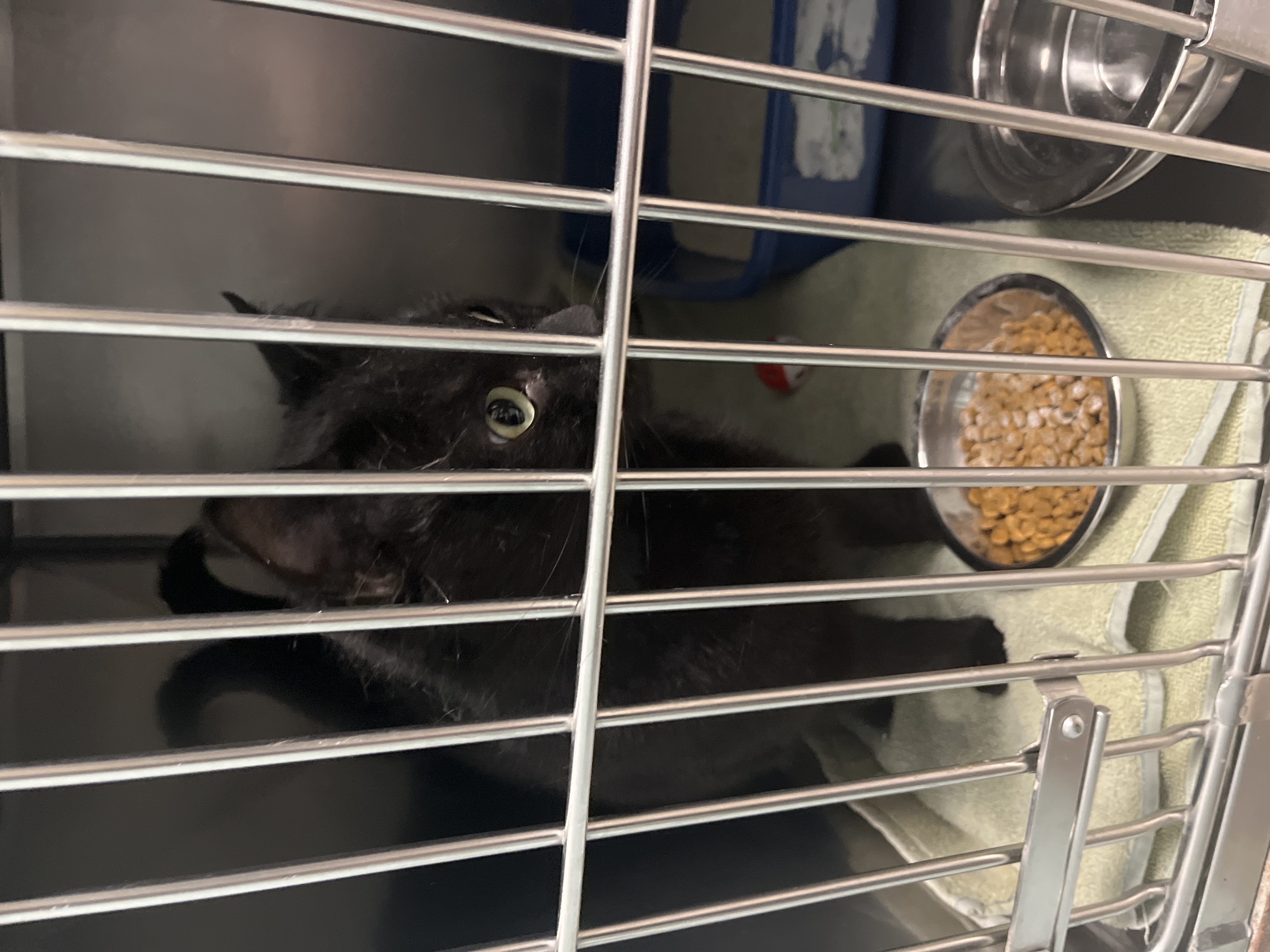 View Duchess the Cat Photo #1